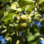 Photo 6 for Grand Island Orchard & Headquarters