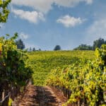 Photo 6 for Merlo Vineyard