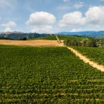 Photo 7 for Merlo Vineyard