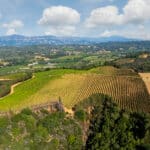 Photo 8 for Merlo Vineyard