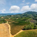 Photo 1 for Merlo Vineyard