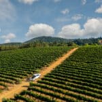 Photo 10 for Merlo Vineyard