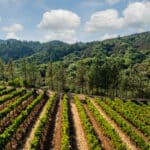 Photo 11 for Merlo Vineyard