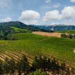Photo 2 for Merlo Vineyard
