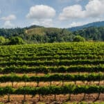 Photo 12 for Merlo Vineyard