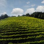 Photo 13 for Merlo Vineyard