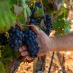 Photo 3 for Merlo Vineyard