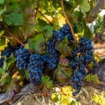 Photo 4 for Merlo Vineyard