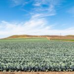 Photo 4 for Reynolds Land and Cattle Co. Farmland